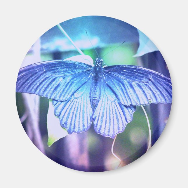 Blue Butterfly Magnet (Framsidan)