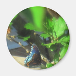 Blue Butterfly Magnet