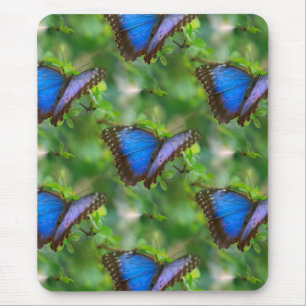 Blue Butterfly Musmatta
