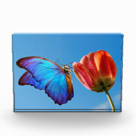 Blue Butterfly och Red Tulip
