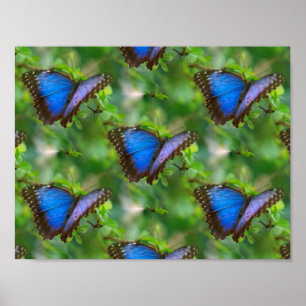 Blue Butterfly Poster