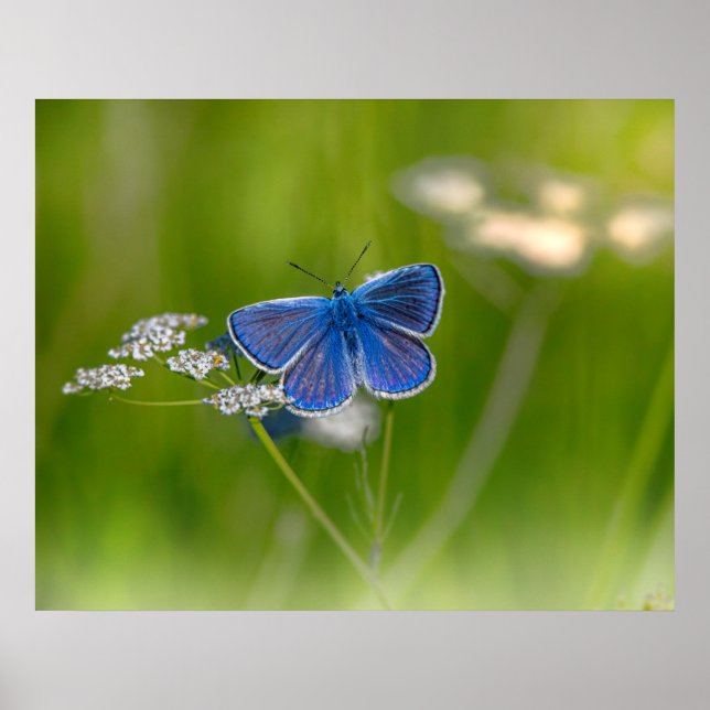 Blue Butterfly Poster (Framsidan)