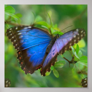 Blue Butterfly Poster
