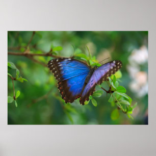Blue Butterfly Poster
