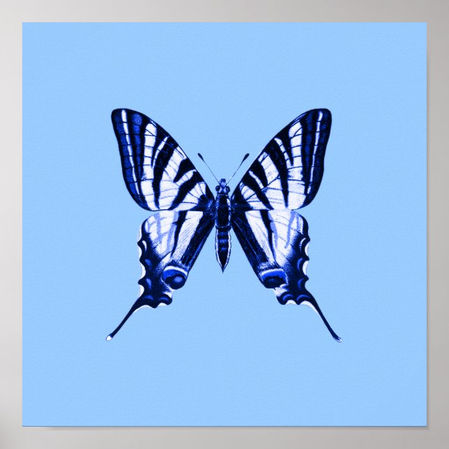 Blue Butterfly Poster (Framsidan)