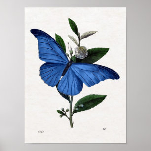 Blue Butterfly Poster