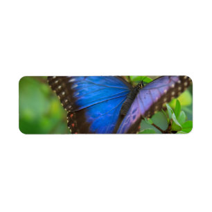 Blue Butterfly Returadress Etikett