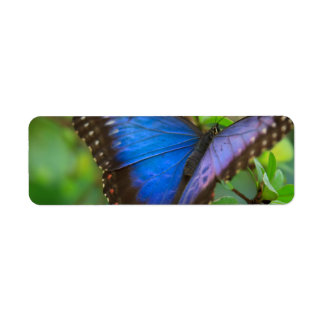 Blue Butterfly Returadress Etikett
