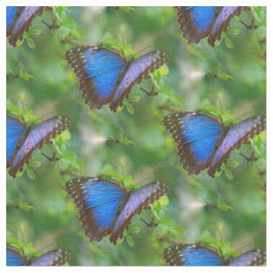 Blue Butterfly Tyg