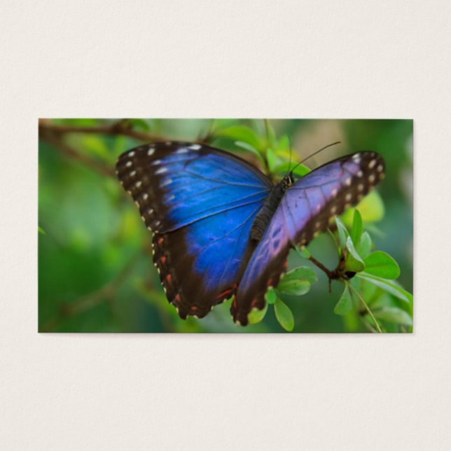 Blue Butterfly Visitkort (Framsidan)