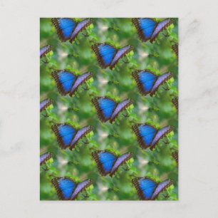 Blue Butterfly Vykort
