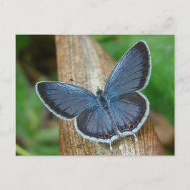 Blue Butterfly Vykort