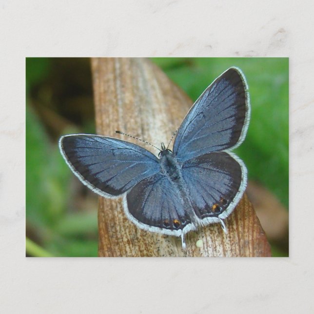 Blue Butterfly Vykort (Framsida)