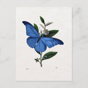 Blue Butterfly Vykort