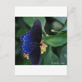 Blue Butterfly Vykort