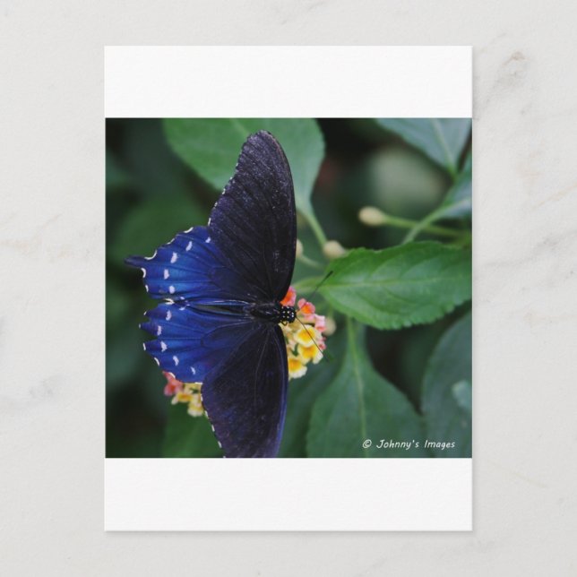 Blue Butterfly Vykort (Framsida)