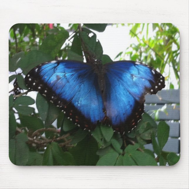 BLUE BUTTERLY MUSMATTA (Framsidan)