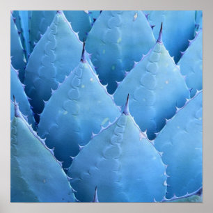 Blue Cactus Poster