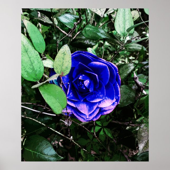 Blue Camellia 401 Poster (Framsidan)