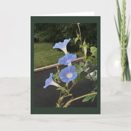 Blue Cascade Morning Glory Blank Kort