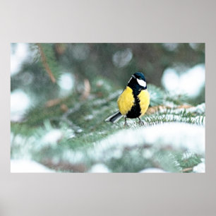Blue Chickadee on Grönt Spruce Träd Poster