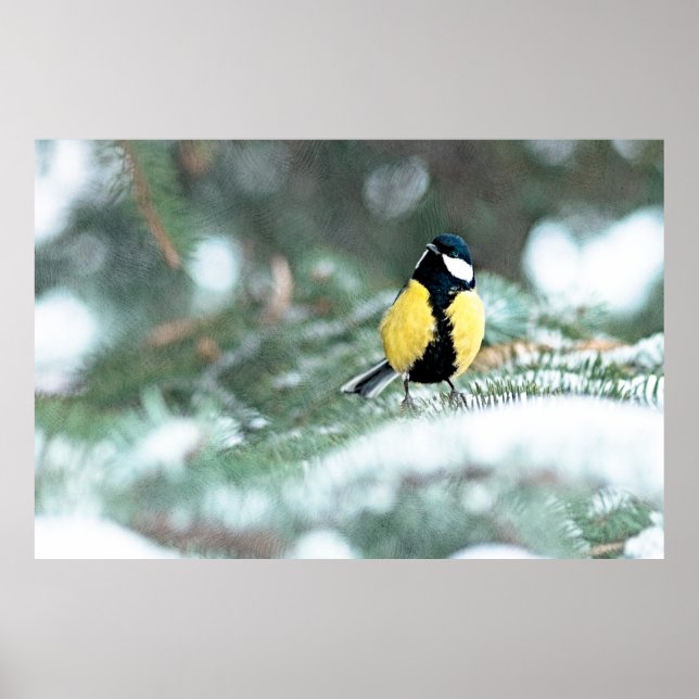 Blue Chickadee on Grönt Spruce Träd Poster (Framsidan)