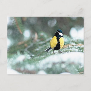 Blue Chickadee on Grönt Spruce Träd Vykort