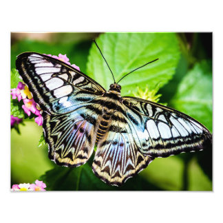 Blue Clipper Butterfly Fototryck