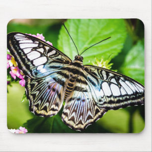 Blue Clipper Butterfly Musmatta