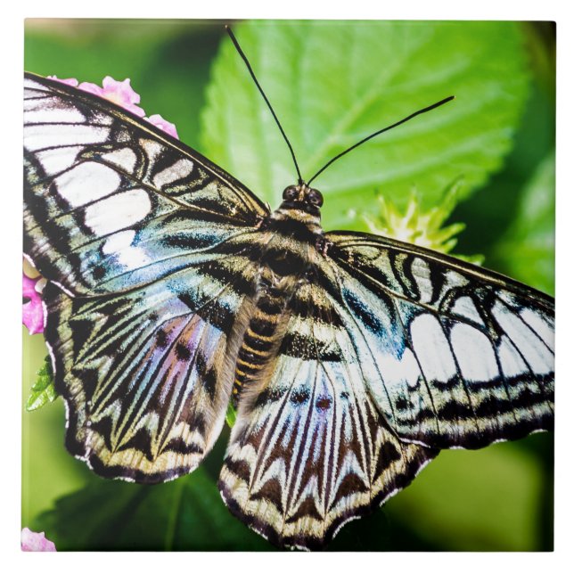 Blue Clipper Kakelplatta (Framsidan)