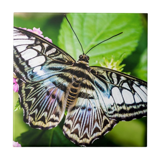 Blue Clipper Kakelplatta (Framsidan)