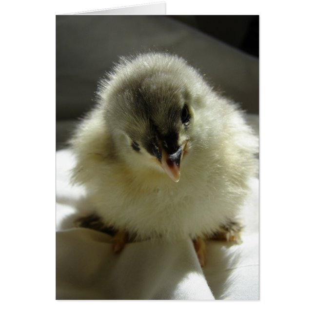 Blue Cochin Chick Hälsningskort (Framsidan)