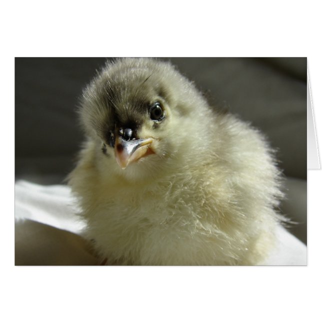 Blue Cochin Chick Hälsningskort (Framsidan Horizontal)