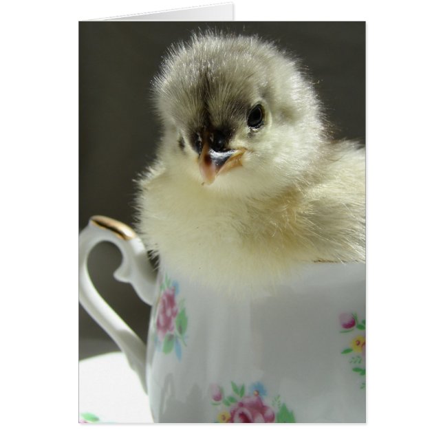 Blue Cochin Chick Hälsningskort (Framsidan)