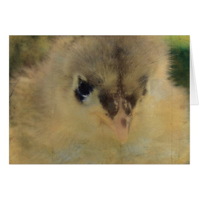Blue Cochin Chick Hälsningskort (Framsidan Horizontal)