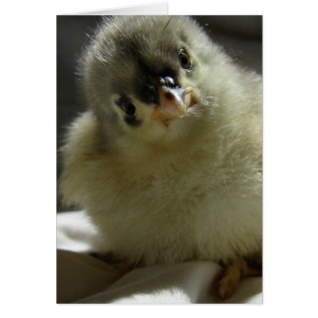 Blue Cochin Chick Hälsningskort (Framsidan)