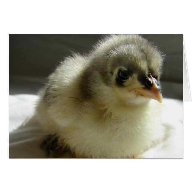 Blue Cochin Chick Hälsningskort (Framsidan Horizontal)