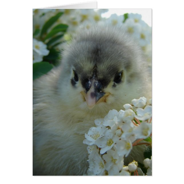 Blue Cochin Chick Hälsningskort (Framsidan)