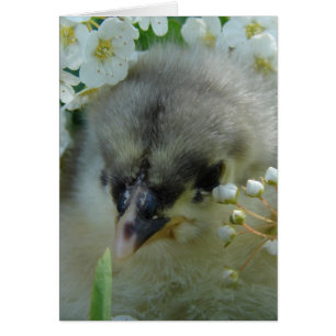 Blue Cochin Chick Hälsningskort