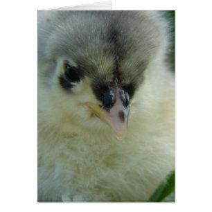 Blue Cochin Chick Hälsningskort