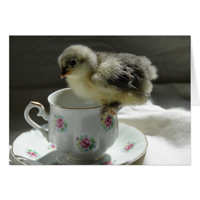 Blue Cochin Chick Hälsningskort (Framsidan Horizontal)