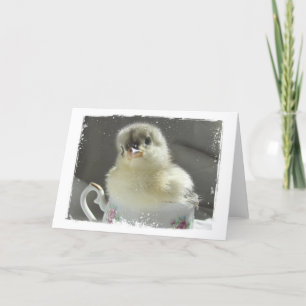 Blue Cochin Chick i Tekopp Kort