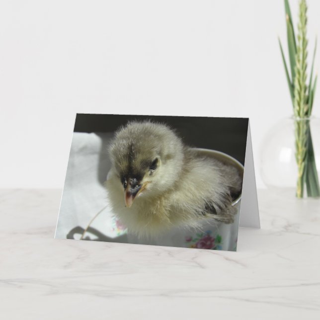 Blue Cochin Chick i Tekopp Kort (Framsida)