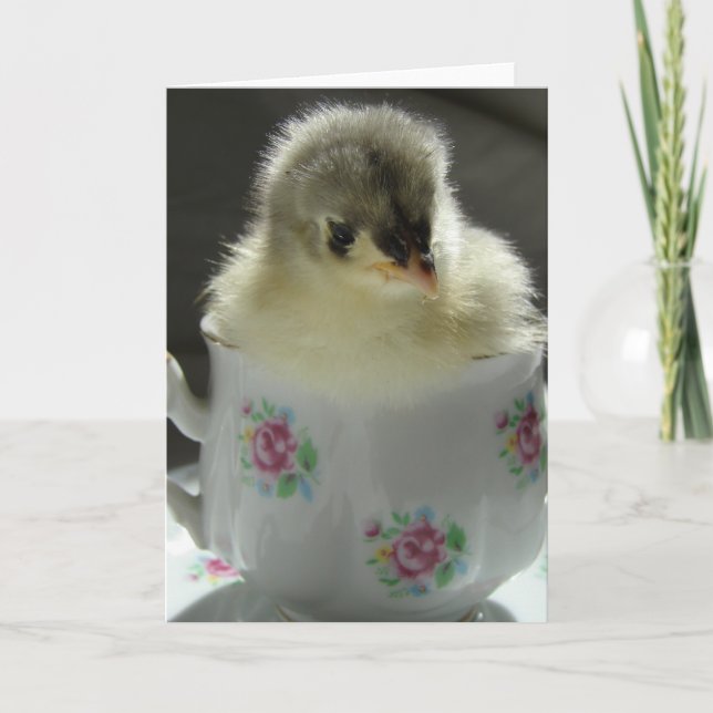 Blue Cochin Chick i Tekopp Kort (Framsida)