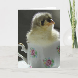 Blue Cochin Chick i Tekopp Kort