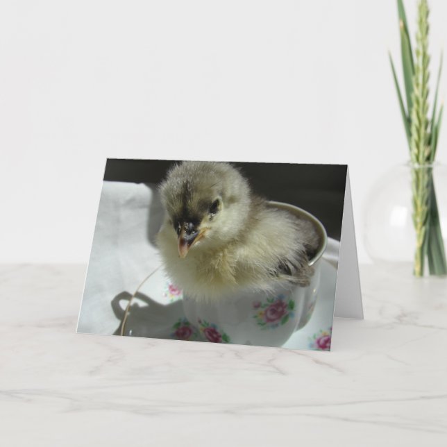 Blue Cochin Chick i Tekopp Kort (Framsida)