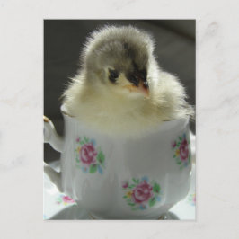 Blue Cochin Chick i Tekopp Vykort