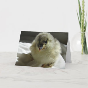 Blue Cochin Chick Kort