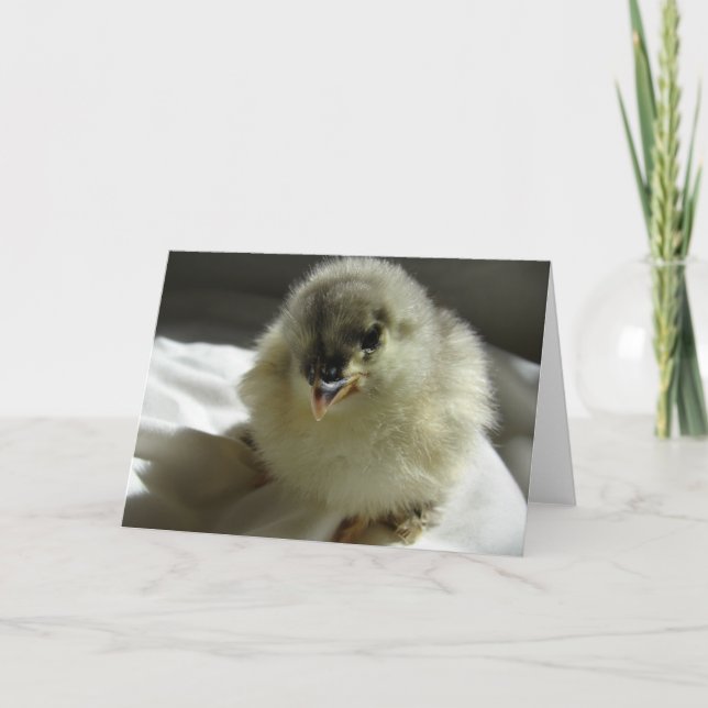 Blue Cochin Chick Kort (Framsida)