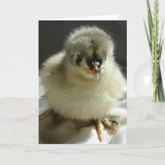 Blue Cochin Chick Kort (Framsida)